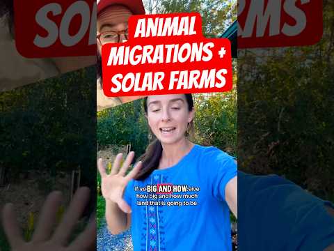 I can't believe they picked the name Boralex, it sounds so evil 😂 #solar #solarfarm #alexfasulo